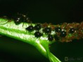 /album/hemiptera/aphis-fabae-jpg/